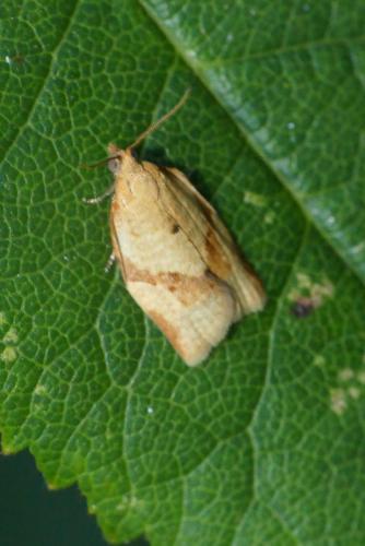 Clepsis consimilana